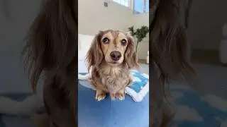 My dachshund puppy grew out of her puppy features🥹 #dachshund #dog #puppy #shorts
