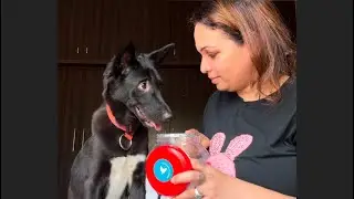 Street dog is adorable/ justice for street dogs / #streetdog #strayanimals #dogs #pets #adoptstrays 