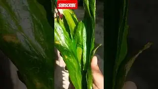 naga dhaniya chutney #mandhaniya #Assamese style #shortsvideo #shortsyoutube