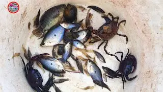 How to catch a lot of fish shrimps crabs with a new fish trap-Cambodian countryside lifestyle