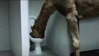 Thirsty Camel