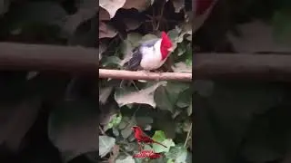 Brazilian Cardinal male song, red-crested cardinal, Hawaiian Cardinal #aviary #birds