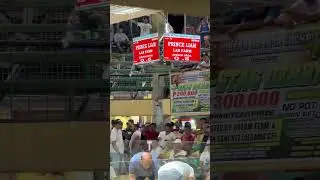 Sabong pinas