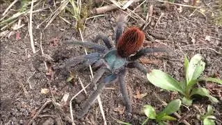 Aphonopelma mooreae (Mexican Jade Fuego)