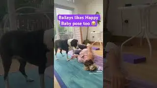 Baileys likes Happy Baby pose too #borderbeaglesyoga