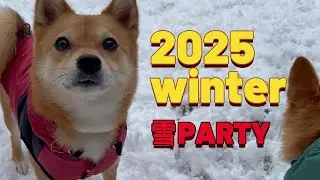 【犬大はしゃぎ】雪を見た瞬間、すだちとかぼすのテンションが限界突破したｗ
