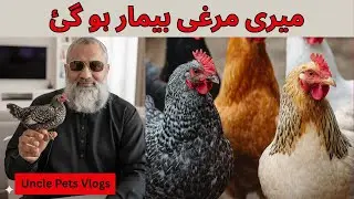 Chicks Update | My new Misri Chicks | Misri murgi ki kahani |