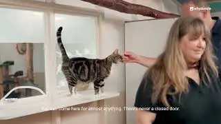 Help Rebuild Cats Hotel Dotje | A Loving Home for 400 Cats :feet: | Support Our Crowdfunding Journey