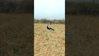 The real peacock 🦚#booyah #vtr #vtrjungle #island #peacock