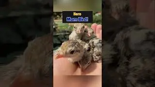 Tortoise Attacks, Man Saves Miracle Eggs! #birds