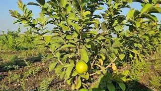 SI officer has the pass and a Growfast plant. Can the video reveal how to make lakhs? 🤔🌱