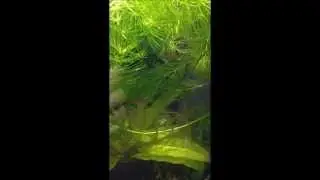 5L aqua tank /   Ｂｏｒａｒａｓ ｍｉｃｒｏｓ