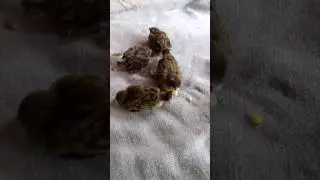 Filhotes de canário da terra sendo alimentados Com Papinha Caseira