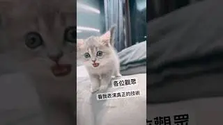 It hurts so much 好痛喔🤕#藍金漸層 #英短寶寶 #BAT卡茨 #Katze #catvideos #cat #batdesign