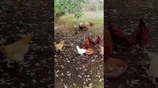 🍁 Chickens Racing for Fall Goodies in a Sea of Crisp Leaves 🍂