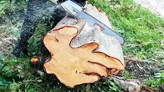 Cutting down Tahitian Chestnut tree leaning to the road and fence.