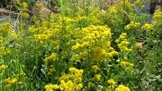 Pollinators on Stiff Goldenrod