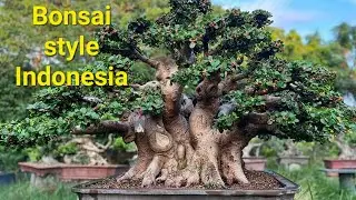 Phong c&aacute;ch Bonsai Indonesia c&oacute; g&igrave; đặc biệt?