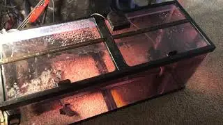 Potassium Permanganate (PP) 4hr Bath of Discus Fry