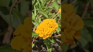 #flower #sapnainamerica #funfactsofusa ##usadiaries #indiansinusa #backtoindia #deshvapsi #india