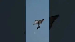 hawk attack with pigeon