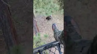 2024 Bear Sow Strolls by Right Under Our Tree Stand