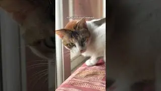 Criminal Cat 😁💛 #cattoattack #catlover #cat #catlife #crime #shorts #catshorts #catvideos #pets