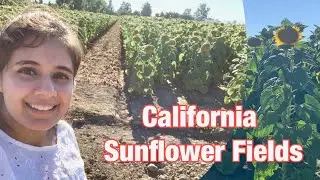Northern California Sunflower Fields! / Dixon, California / Exploring the farms & local produce vlog