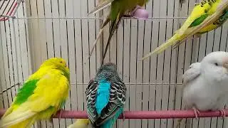 Australian beautiful bird's sounds 