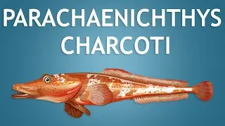 Elltharis - PARACHAENICHTHYS CHARCOTI (5★) ft. iTrendy