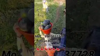 watermelon wholesale  Loding  in ; Maharashtra. District Nanded  Narsi  call .9970237728 call.