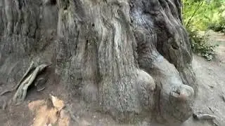 Lady Bird Johnson Grove Trailhead 