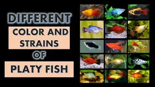 Different Color and Strains of Platy Fish (Xiphophorus maculatus) l Kinds of Platy l Types of Platy