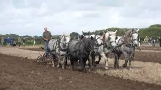 Percheron Horses.Team of 6 on Plough.MOV