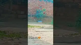 punjabi song lyrics status😍 #instagram #love #songstatus #tiktok #trending #tiktokvideo #instagood