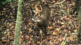 Primal Instinct - Whitetail Hodgepodge