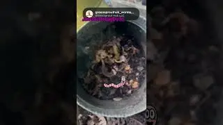 Wormspire - continuous composting system made easy for kitchen scraps #gardendesign #garden