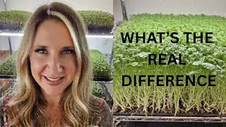 Microgreens vs. Sprouts | Laura's Holistic Kitchen #microgreens #growyourownfood #foodismedicine