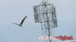 En flygande fiskgjuse i slowmotion
