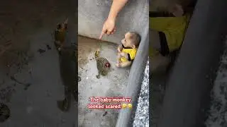 The baby monkey looked scared.#monkey #cute #babymonkey