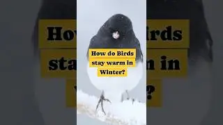 Secrets of Winter Survival: How Birds Stay Warm 🐦❄️