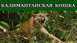 КАЛИМАНТАНСКАЯ КОШКА