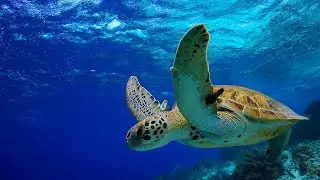 Marine wildlife conservation in Galapagos - Susana Cardenas Diaz