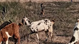 🐐 Goats Grazing in Dry Rhodes Grass Field | Full Sunshine Day with German Shepherd