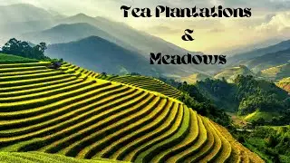 Flying over Tea plantations & Vineyards ✦ Relaxing Piano ✦ Soothing Visuals