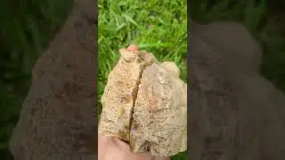 Petrified wood cut and reveal!  Million year old Pokemon cards : )