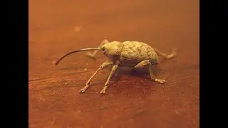 close up of a weevil