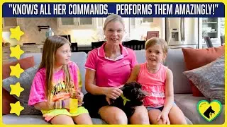 Best Dog Training for Doodles in McKinney Texas | Tip Top K9 Reviews