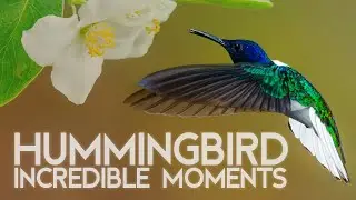 Incredible Hummingbird Moment &ndash; A Tiny Wonder in Action! #Hummingbird #incredibleindia #adventure