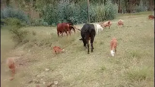 ኑከብት እንደግ